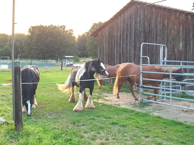 Cindy, Nicki und Miracle
